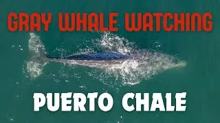 Gray Whale Watching Mexico 2024