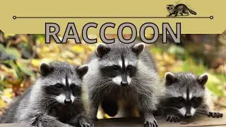 🦝 This Will Change Your Perspective About RACCOONS! (Procyon lotor) 🦝🦝