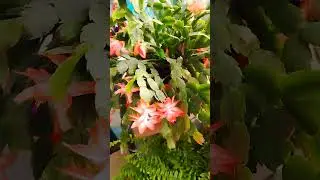 Польза Декабриста🌱 или Зигокактус Шлюмбергера.#shorts #cactus