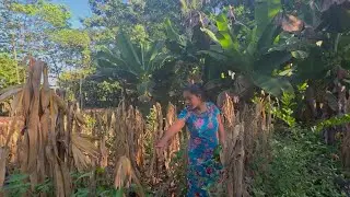 Buscando hierba mora en nuestro terreno. 