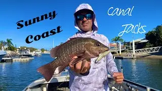 Sunshine Coast mangrove jack