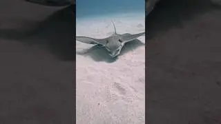 #myliobatisaquila #diving #commonray #shortvideoyoutube