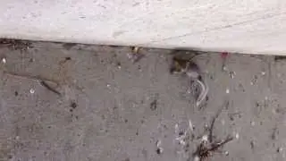 Squirrelly & Stubby