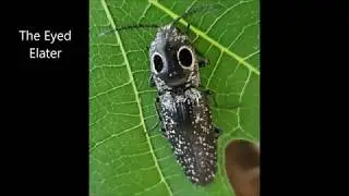 The Eyed Elater jumps in slo-mo.