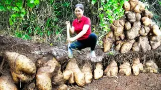 Harvest Giant Yam Tuber Weighing 32kg Going to Market to Sell - Cooking And Gardening | Lý Song Ca