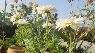 Meesho winter flower seeds review #flower #gardendesign #gardening #gardenplants #gardenplants