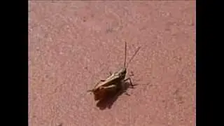 Grey Bush Cricket  (Platycleis albopunctata )