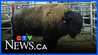 Canadian Western Agribition officially underway in Regina