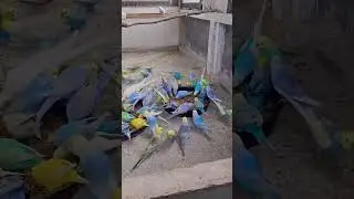 40 pair Rainbow Budgies parrot Realise  New Aviary #bird #parrot #lovebird #breeding