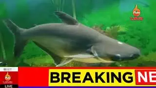 Pakistan Army zindabad | Lava prime | Lawa prime vlog | fish2022