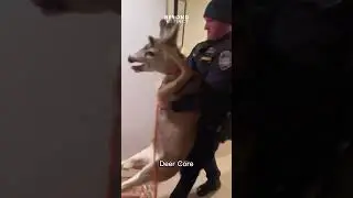 Deer core 🦌 #funnyanimals #deer #fyp #animals #cuteanimals