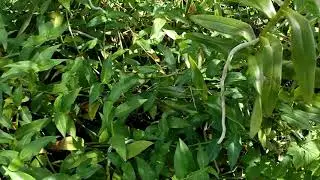 ARACHNIS flos-aeris (almost) in the wild/in spike