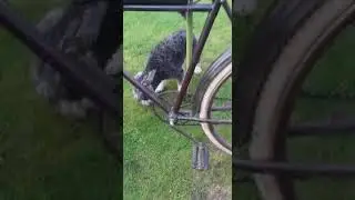 1924 Hendee Indian Mens Bicycle