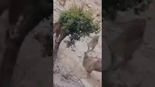 Markhor Dangerous Fight. #markhor #conservation #mountains #wildlife