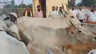 Gow Mata #gowmata #gowbhagat #gowsala #gowsewa #monumanesar