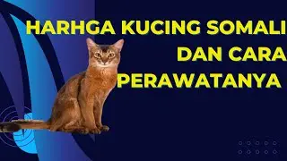 Harga Kucing Somali Dan Cara Perawatanya#hargakucingsomali#animalabchannel6643