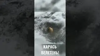 КАРАСІ ВЕЛЕТНІ  ЯКІ ЛЕДЬ  В ЛУНКУ ЛІЗУТЬ.#shorts