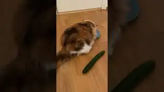 Cat vs Cucumber