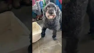 Snow hurting your dogs feet? Try these!