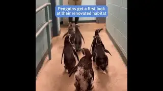 Saint Louis Zoo penguins see renovated habitat for the first time