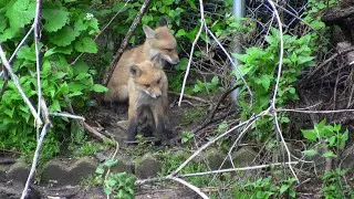 Backyard Fox (Webcam), #redfox, #nature, #animals, #UrbanAnimals, #FoxSightings, #Wildlife