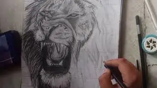 Lion drawing with charcoal. 