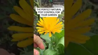 Let nature be the pest control in your garden, not sprays. They collect plenty of thrips and aphids.