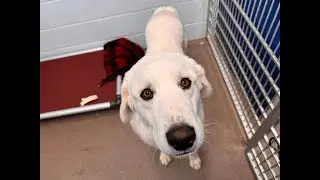 Great Pyrenees receives loving care after distastrous bite