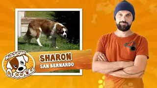 MISSIONE CUCCIOLI Stagione 2 con Simone Dalla Valle - Sharon, san bernardo