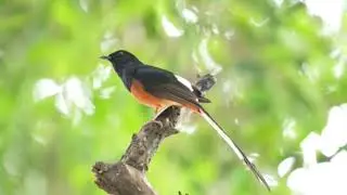 INCREDIBLE Bird Mimics 8 Species - White-Rumped Shama's AMAZING Song Repertoire!