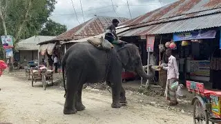 হাতি দিয়ে কিভাবে মানুষের কাছ থেকে টাকা নিচ্ছে দেখুন।