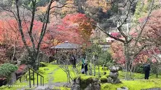 20251127 京都府紅葉名所「白龍園」看到電車的畫面，便能知道知名的紅葉隧道就在這