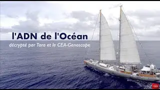 L'ADN de l'Océan, décrypté par Tara et le CEA-Genoscope [FR-EN-ES]