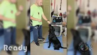 P A W S  Dog Training