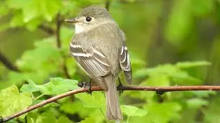 Least Flycatcher (Empidonax minimus)