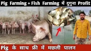 Pig Farming + Fish Farming में दुगना Profit | Pig के साथ फ्री में Machli Palan | Integrated Farming