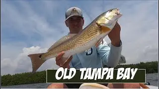 Upper Tampa Bay Spring Snook and Redfish | Catch and Release | LazyAngler Vlog #2