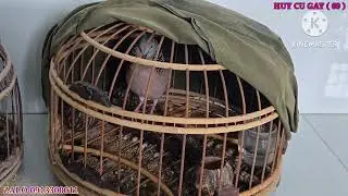 Gốc đam mê môn chơi cu gáy cùng ae ( Huy 69 zalo 0913 3000 11 ) clisp 949