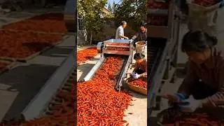 Red Chilli Cleaning Machine.#farming #farmlife #agriculture #rurallife #farm #satisfying #village