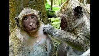 Popeye grooms SweetPea and leave baby Polly away, SweetPea's so happy groom when Polly away