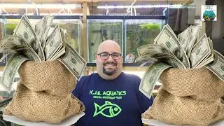 Breeding Guppies for Profit THE SERIES!