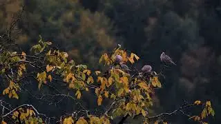 🍂 Autumn Rainfall & Birdsong | Peaceful Fall Nature Sounds #Autumn #PeacefulBirds #FallSoundscape