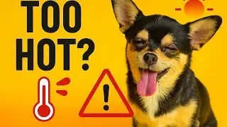 Is Your Dog in Danger? 5 Signs of Overheating Most Owners Miss #doglover #facts #pets