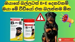 B plus E Dog Vitamin හරිම රිසාල්ට් ගන්න දෙනවනම් මේ විදිහට  හරියට දෙන්න | 2023 | B plus E in Sinhala