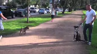 The Good Dog Minute 2/17/13 How We Transform Dog Aggression/Reactivity In Minutes!