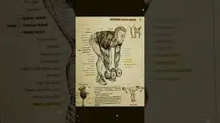 Seated Dumbbell shoulder press 💪//+//bench over lateral raises💪#kingkaran 2.0