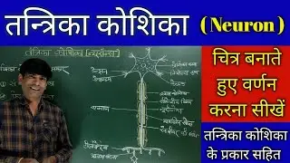 ।। तन्त्रिका कोशिका।। (Neuron) तंत्रिका कोशिका के प्रकार।। तंत्रिका कोशिका का सचित्र वर्णन।