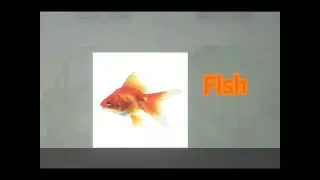 Fishy gishy 🐟🐠🤑👍 vs donke🫏🤑👍 Pt 1