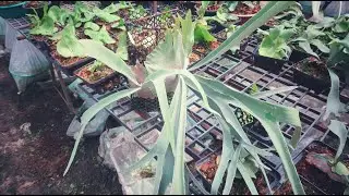 P.veitchii cv lemoinei 银鹿的cv种，高冠，银白色白毛，厚厚的孢子叶。