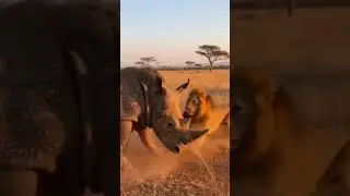 Rhino vs Lion: Clash of Power.#Rhinoceros#Lion#RhinoVsLion#Wildlife#AnimalBattle#Viral#Shorts